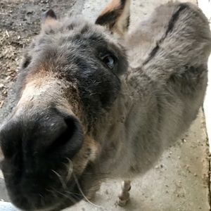 Meet your Posher, Deborah